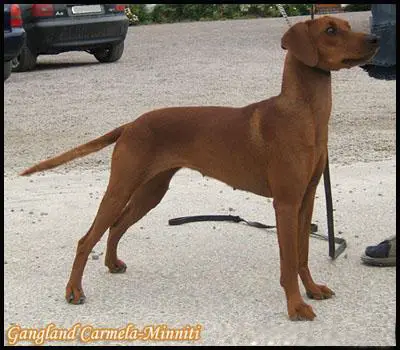 Gangland CARMELA MINNITI