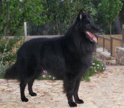 Akira Clever Canin