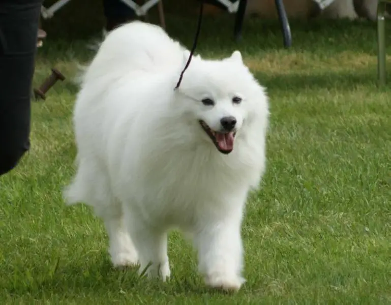 Snowcounty's Cole-Stone of Kadoc