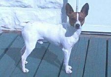 B.J.'s Jasper
