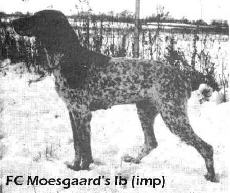 Moesgaards IB