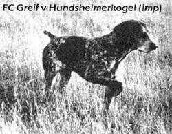 Greif von Hundsheimerkogel