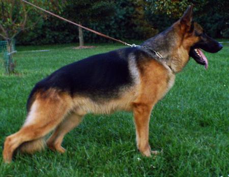 kolenda german shepherds