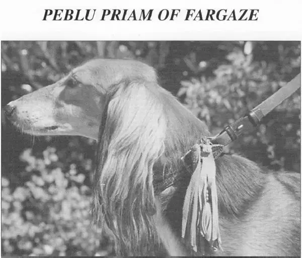 Peblu Priam of Fargaze
