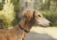 Baal de hamadan