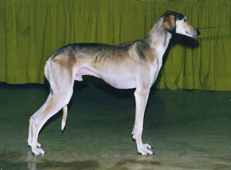 Muluki Fahrouk