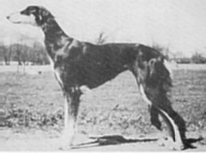 Samoems Sharakhana