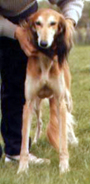 Abdul vom Felsenkeller