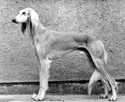 Almanza Kafiat