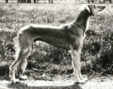 Samoems Shamsi Nirari