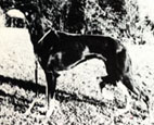 Branwen Hawa