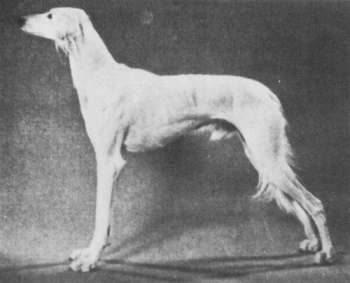 Sakkara Arabesque