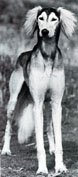 Mazuri Narjan