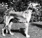 Knightellington Sultana