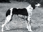 Mazuri Erizada