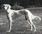 Sakkara Sahra