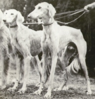 Ganetti von Arabien