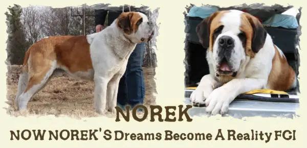 NOW NOREK'S Dreams Become A Reality FCI