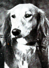 Mazuri Binzuka