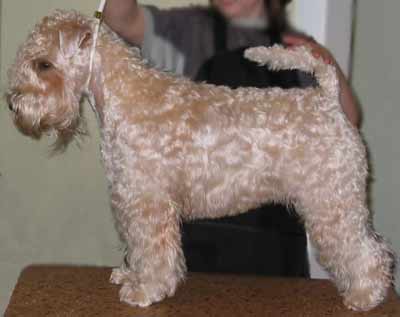 Wheaten Rebel's Funny Sun