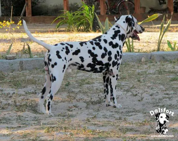 Simba Allevamento di Bensdorp