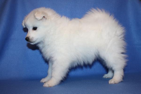 WS Sweet Dream Cloud