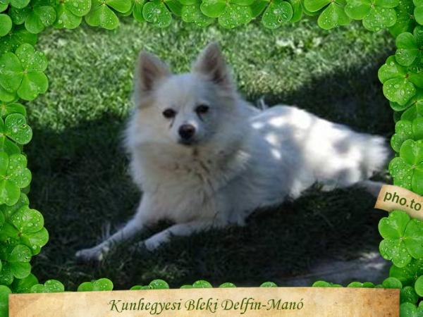 Kunhegyesi Bleki Delfin-Manó