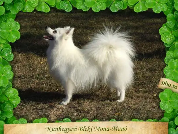 Kunhegyesi Bleki Mona-Manó
