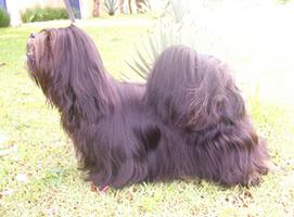 Perola Negra Budda's Dog