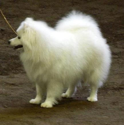 Island's Kodah Blue River Bear