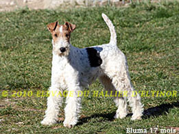 BLUMA DU HALLIER D'ELTINOR