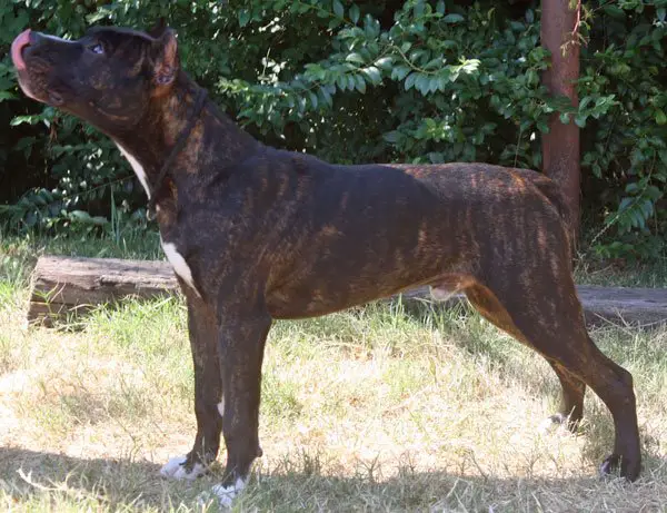 brindle doberman