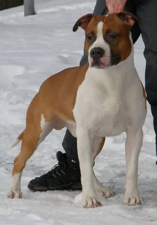 little rascals dog type