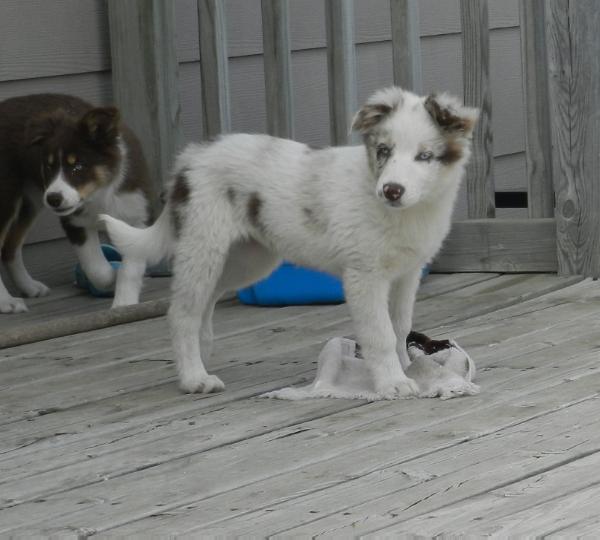 calico border collie