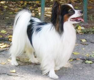 giant papillon dog