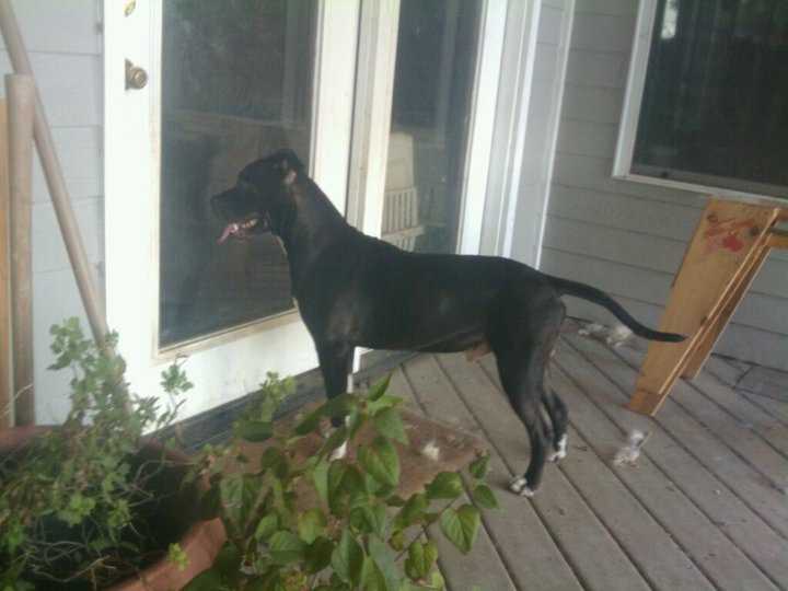 Black angus dog 2025
