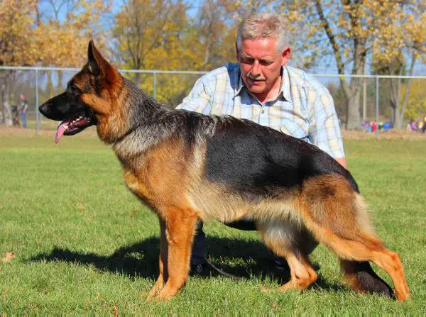 Von haus wisenbaker shop german shepherds
