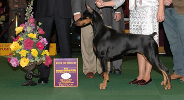 protocol dobermans