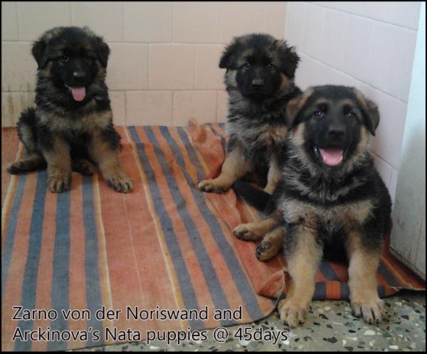 german shepherd puppy 45 days