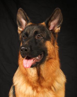 Traumhof gsd sales