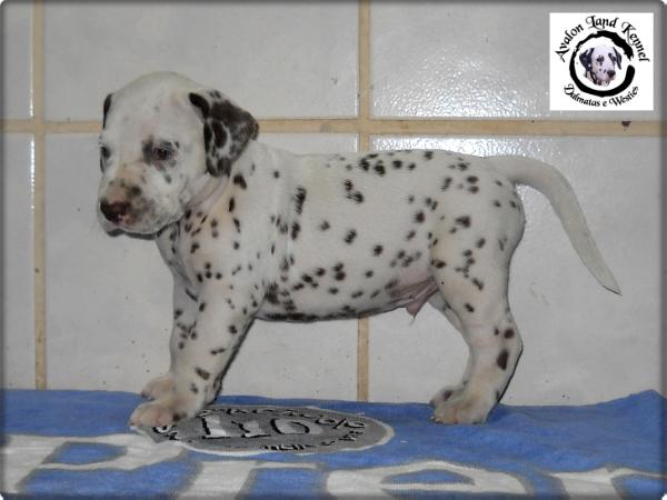 Marley of Avalon Land