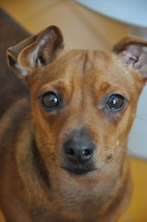 Susi