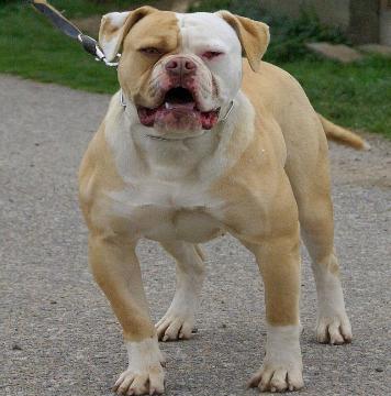 baby american bulldog