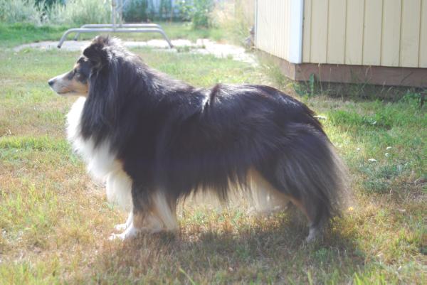 Bluemeadow's Favonian Beauty