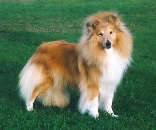Starbelle Striking Stella