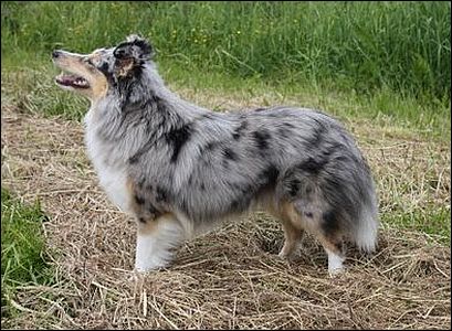 BLUEMEADOW'S KOH-I-NOOR