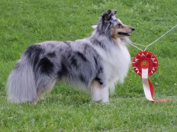 BLUEMEADOW'S PRINCE OF PERSIAN