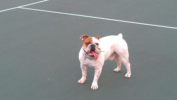 rio bravo olde english bulldogge