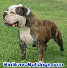 rio bravo olde english bulldogge