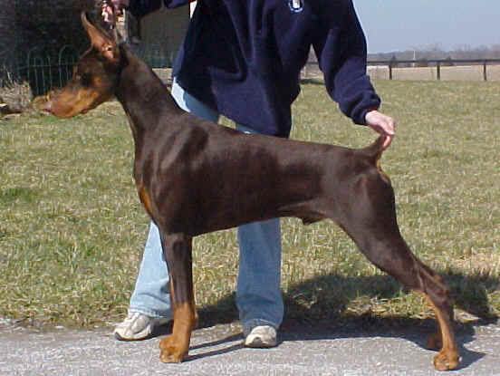 merrimac dobermans